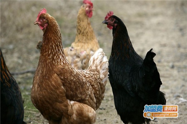 华科养殖加盟费