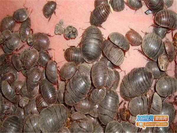 神农9号黄金土元加盟门店