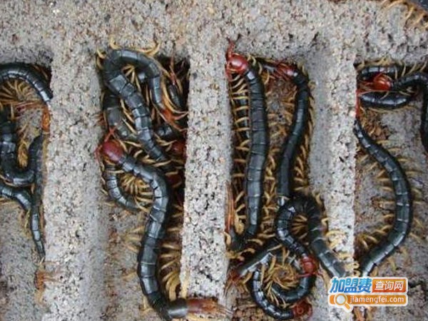 黄金8号蜈蚣加盟费