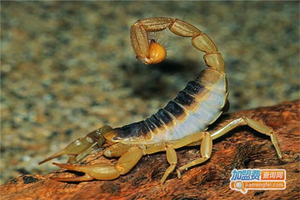 鑫农一号药蝎加盟费