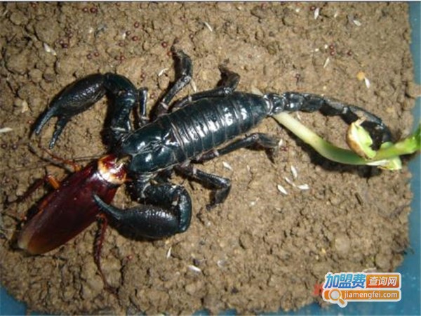 金烨养殖加盟门店