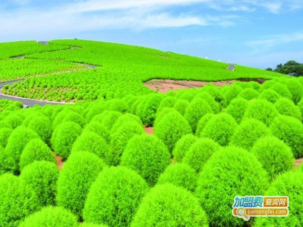 神叶国草加盟费