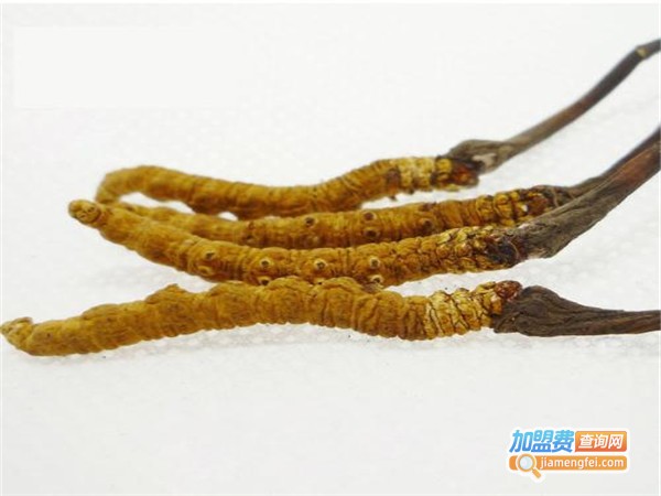 西部虫草加盟门店