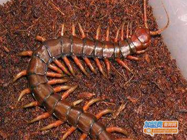 黄金8号蜈蚣加盟费