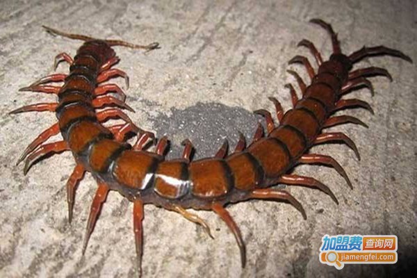 农天特种蜈蚣加盟费