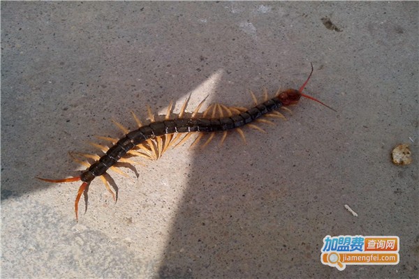 天龙九号金头蜈蚣养殖加盟