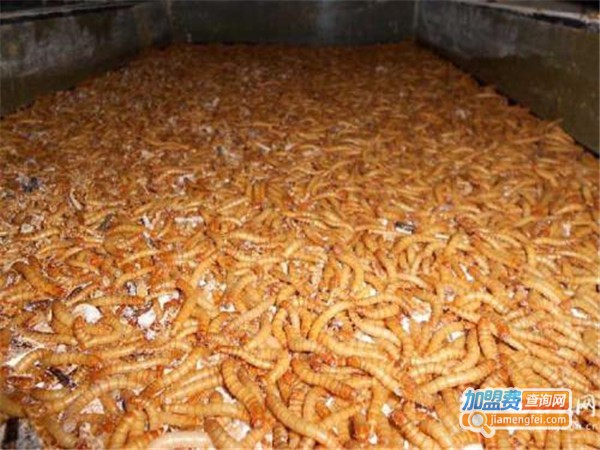 农博源1号黄粉虫加盟门店