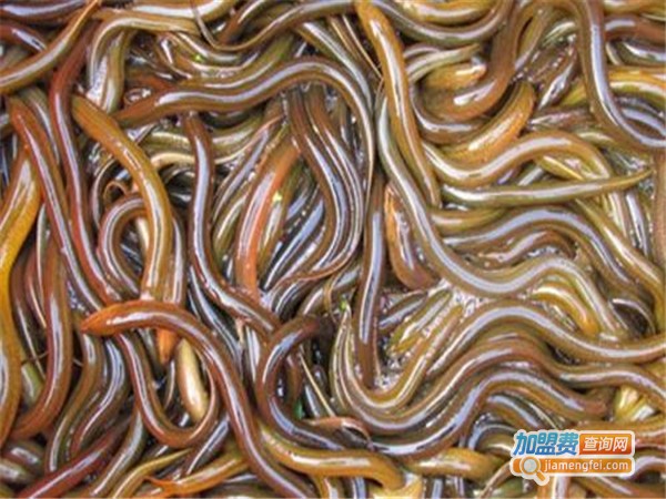 乐霸夜场娱乐机加盟门店