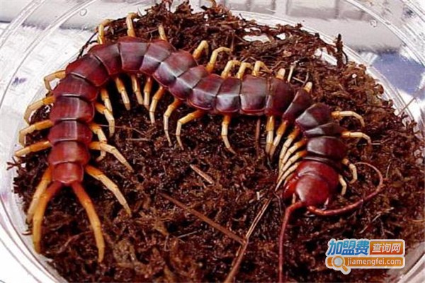 成丰九号养殖加盟费