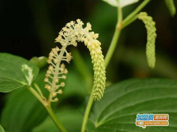 本草九号土元加盟费