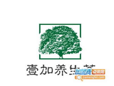 壹加养生茶