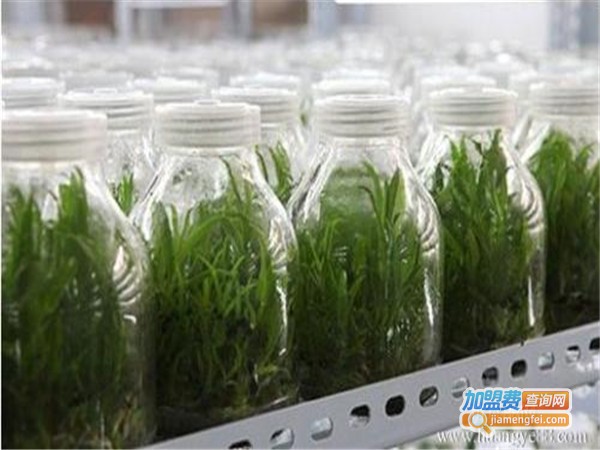 绿之梦铁皮石斛加盟门店