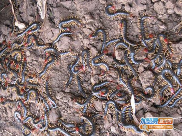 黄金8号蜈蚣加盟费