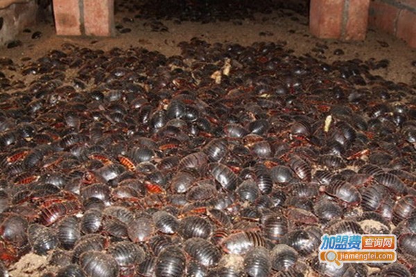 阳光七号土元加盟费