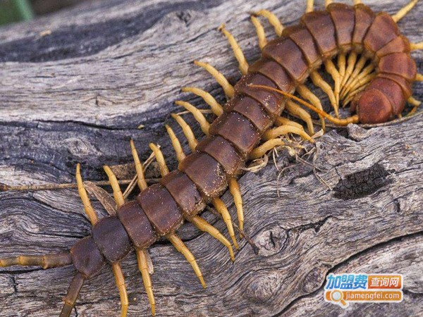 金天龙蜈蚣养殖加盟费