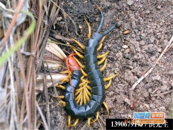 兆丰11号金头蜈蚣加盟门店