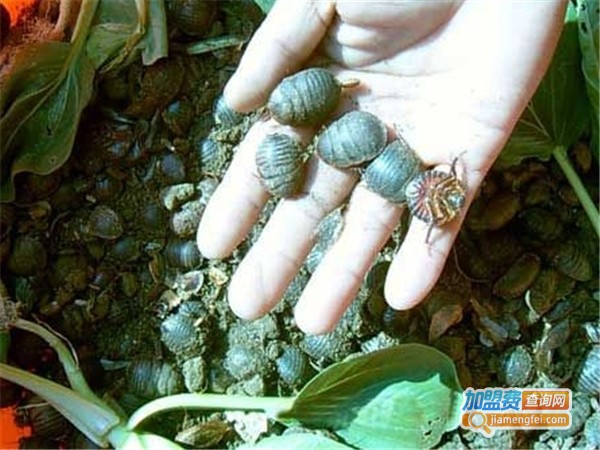 中美杂交1号土元加盟门店