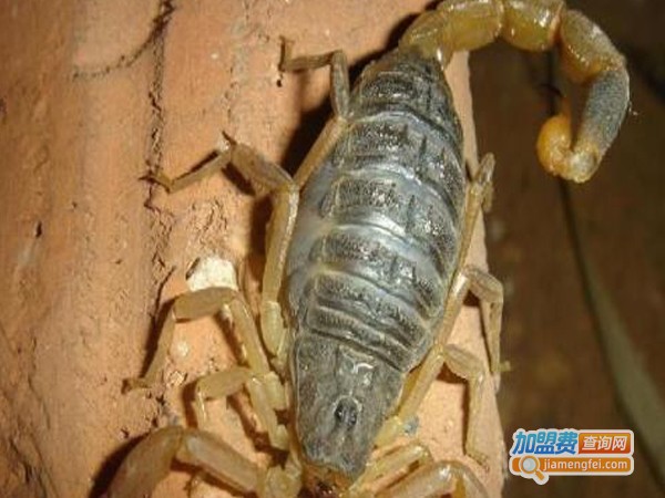 嘉和6号蝎子加盟费