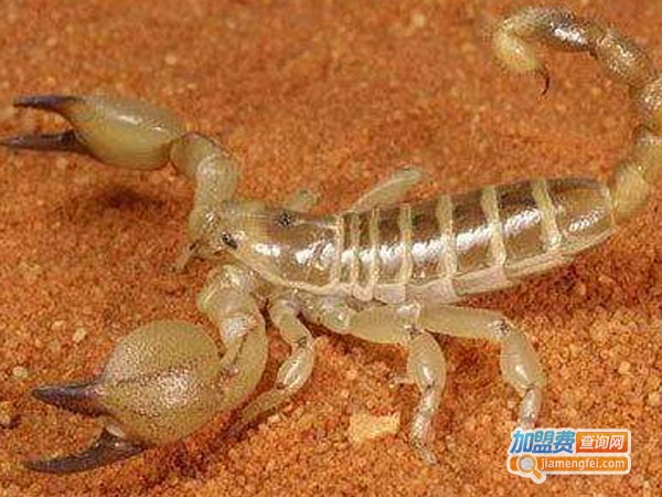 永农蝎子养殖加盟费