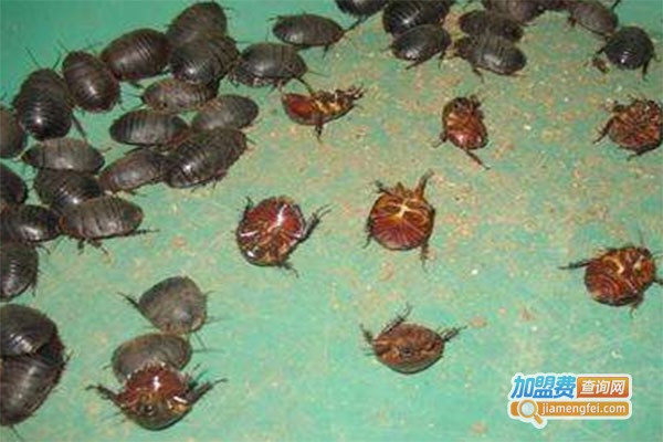 农研九号土元加盟费