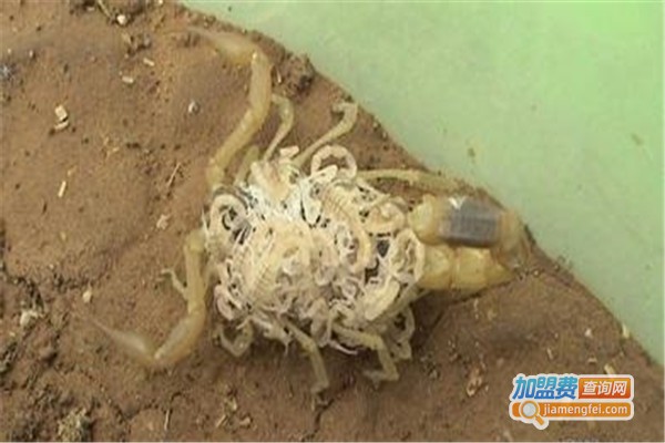 惠农九号金蝎加盟费