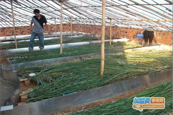 农富9号蝎子加盟费