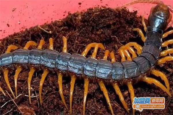中华杂交蜈蚣养殖加盟费