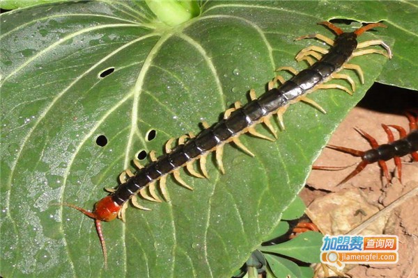 中华杂交蜈蚣养殖加盟费