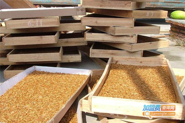 农大七号黄粉虫养殖加盟费