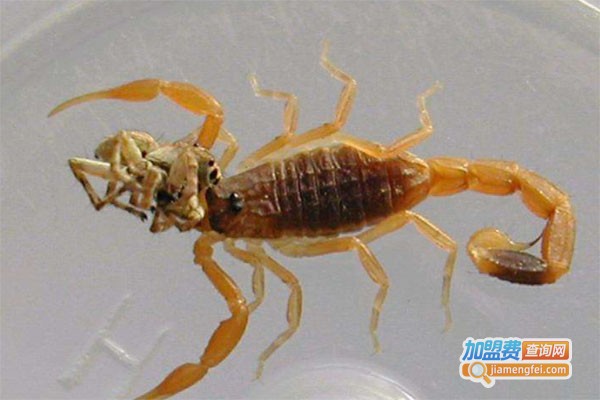 科利农速丰龙蝎加盟费