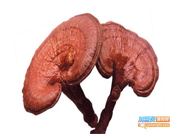 润康灵芝加盟门店