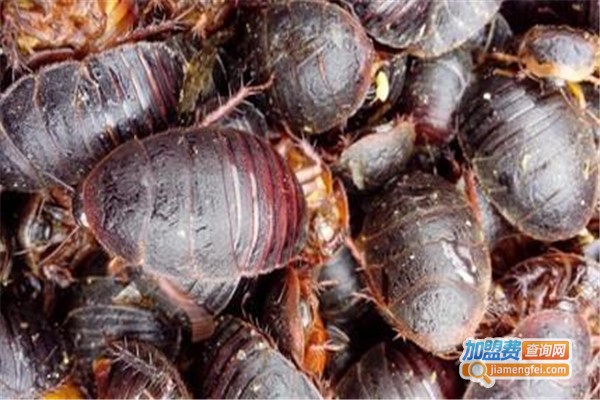 华邦8号土元加盟费