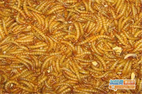 金叶环宇黄粉虫加盟费