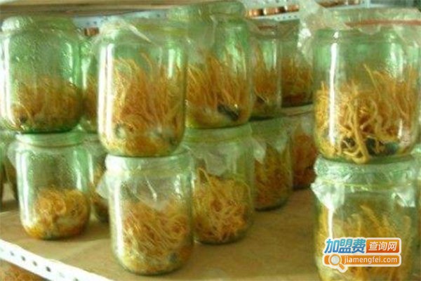 中天瑞北虫草养殖加盟费
