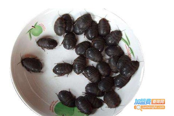 百叶九号土元加盟费