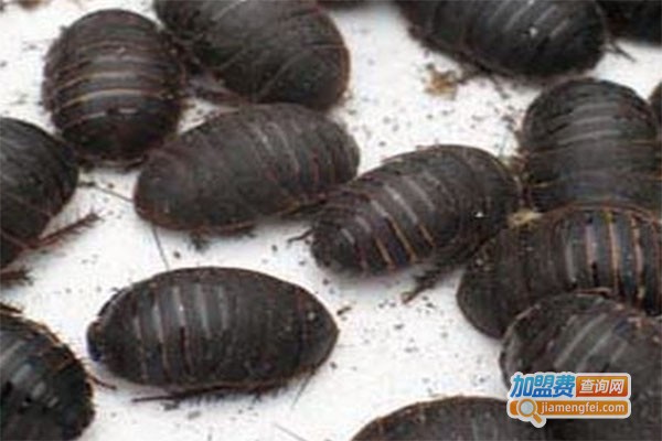 百叶九号土元加盟费