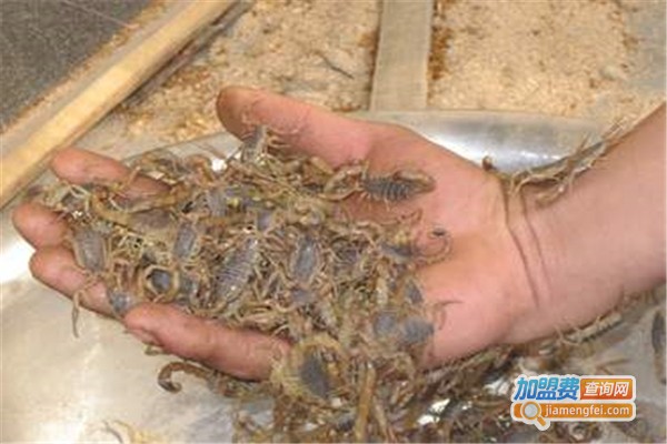 东方药蝎加盟费