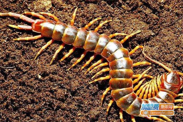 农邦蜈蚣养殖加盟费