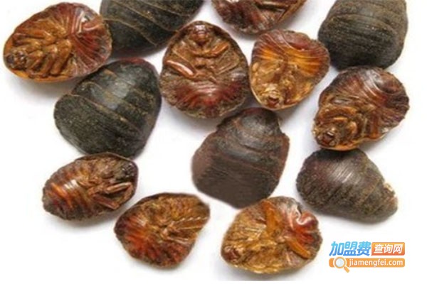 中华药王黄金土元加盟费