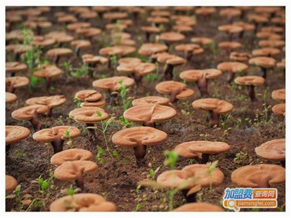 润康灵芝加盟门店