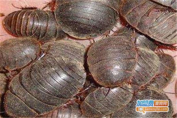 富先达9号土元加盟