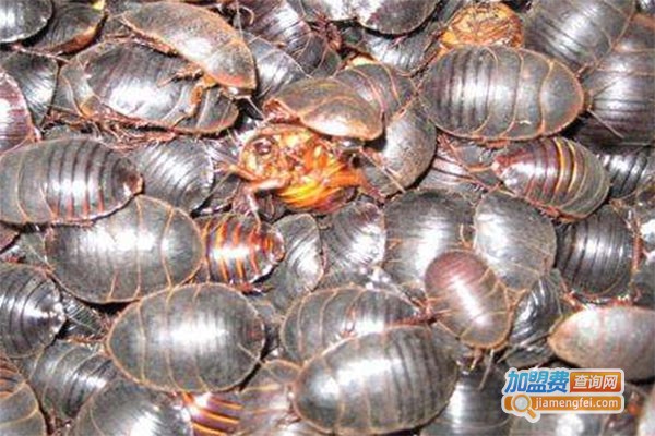 黑乌金土元加盟