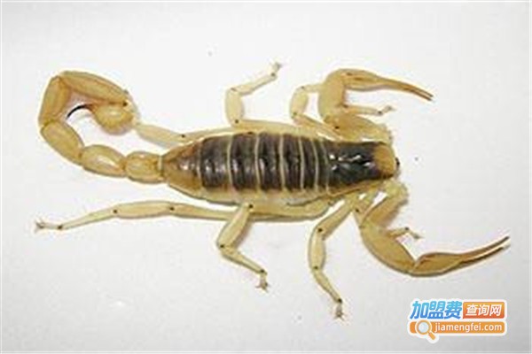 世纪蝎王养殖加盟费