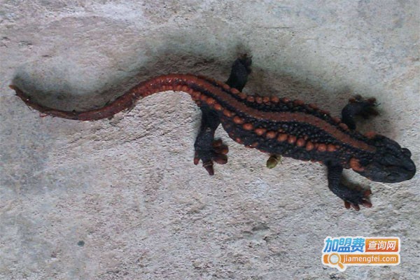 东方神鲵加盟费