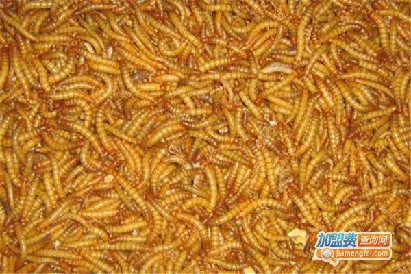 农大7号黄金黄粉虫加盟费