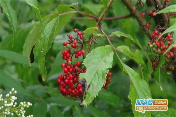 哈尼民族药草堂养生药浴加盟费