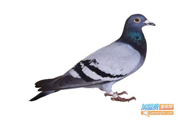 艾福欣美国加州王鸽加盟费