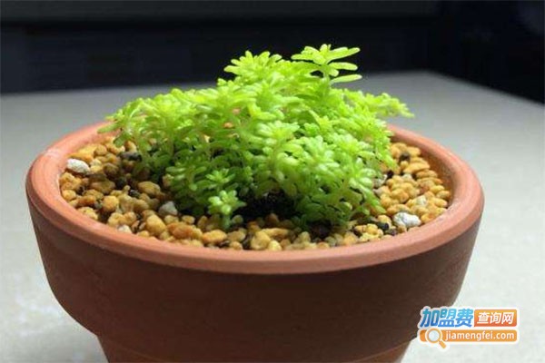 华大星火黄金草加盟费