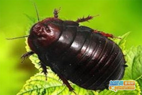 农研九号土元加盟费