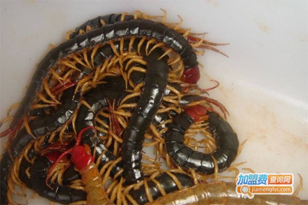 农邦蜈蚣养殖加盟费